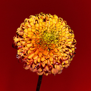 人妖性交做爱网站
